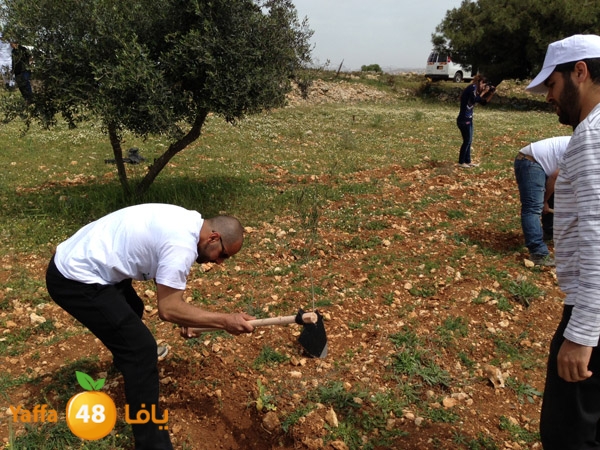 ludandyaffazaitoon (2).JPG